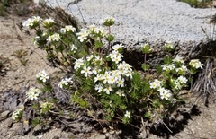 Leptosiphon nuttallii