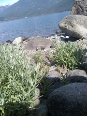 Artemisia lindleyana