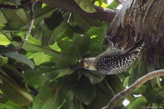 Melanerpes rubricapillus