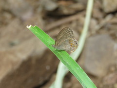 Cyllopsis nayarit
