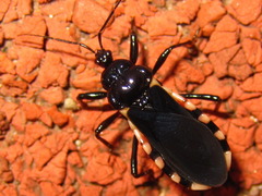 Ectrychotes andreae