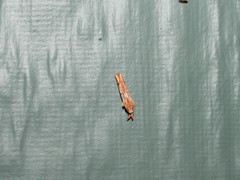Streniastis thermaea