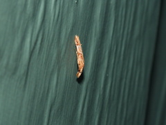 Streniastis thermaea