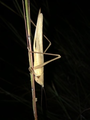 Neoconocephalus bivocatus