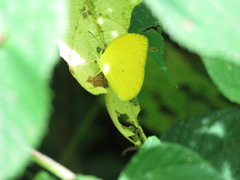 Pyrisitia dina westwoodi