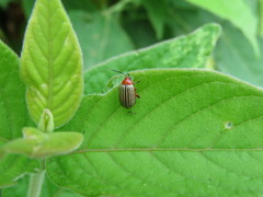 Disonycha brevilineata