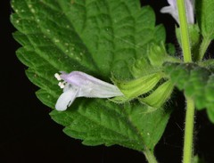 Melissa officinalis