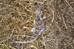 Chondrodactylus turneri