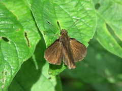 Eprius veleda veleda