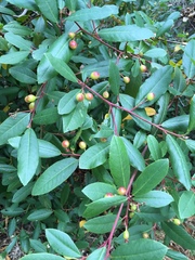 Frangula californica californica