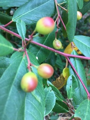 Frangula californica californica