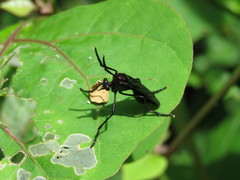 Pseudorus