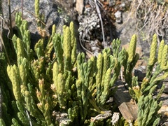 Diphasiastrum alpinum