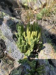 Diphasiastrum alpinum