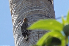 Melanerpes rubricapillus