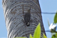 Melanerpes rubricapillus