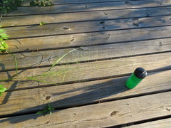 Eragrostis capillaris