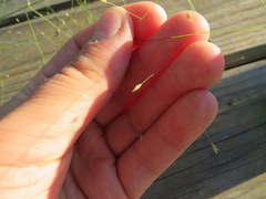 Eragrostis capillaris