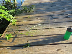 Eragrostis capillaris