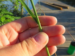 Eragrostis capillaris