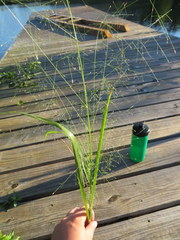 Eragrostis capillaris