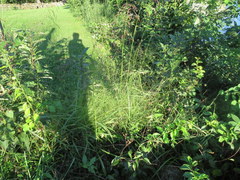 Eragrostis capillaris