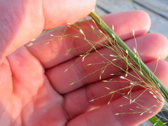 Eragrostis capillaris