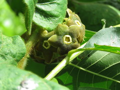 Macroscepis diademata