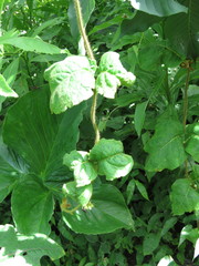 Macroscepis diademata