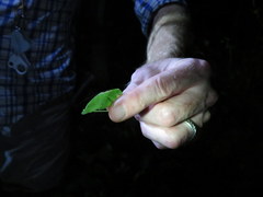 Amblycorypha rotundifolia