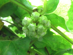 Macroscepis diademata