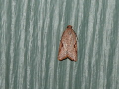 Meritastis piperata