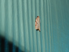 Meritastis piperata