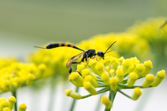 Gasteruption assectator