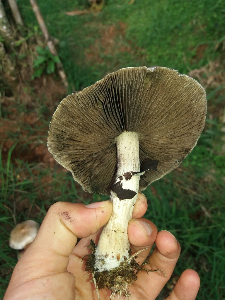 Psilocybe cubensis · September 2020 · photo: © danielmesa1 (iNaturalist, cc-by)