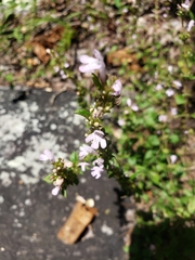 Clinopodium talladeganum