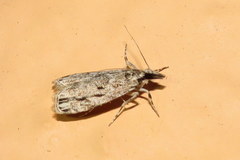 Eudonia strigalis
