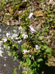 Clinopodium talladeganum