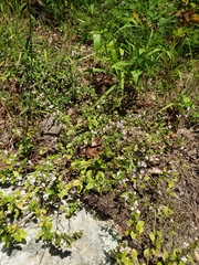 Clinopodium talladeganum