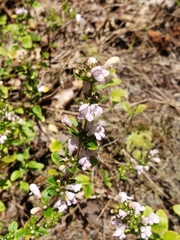 Clinopodium talladeganum