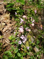 Clinopodium talladeganum