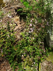 Clinopodium talladeganum