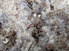 Neobisiidae