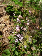Clinopodium talladeganum