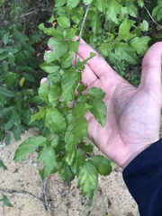 Sageretia minutiflora