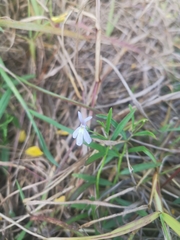 Lobelia stenophylla