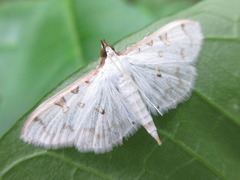 Palpita inusitata