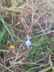 Lobelia stenophylla