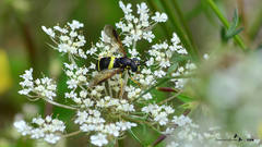 Chrysotoxum bicinctum