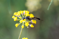 Gasteruption assectator